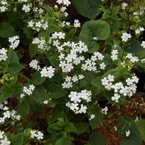 Brunnera macrophylla 'Betty Bowring' ---